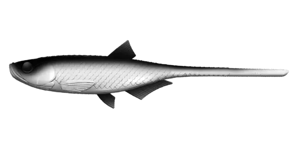 Libra Lures Bleak Slug Tail - obrazek 2