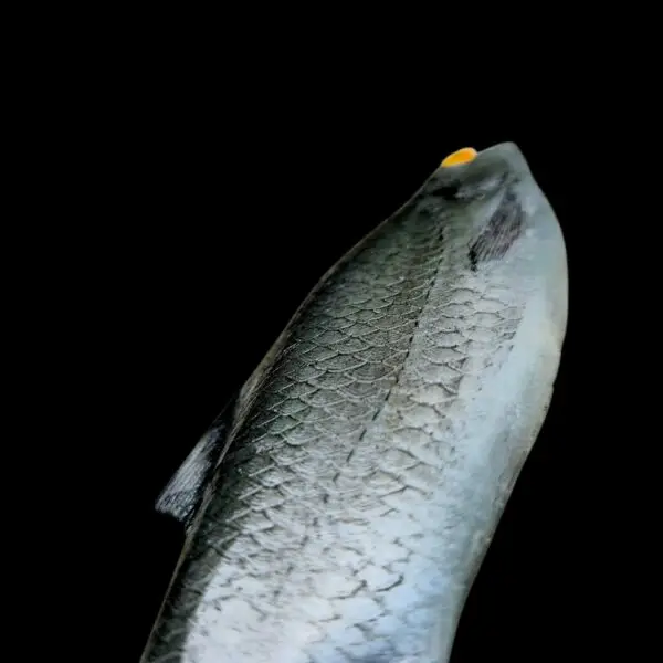 Płoć 19 cm - obrazek 2