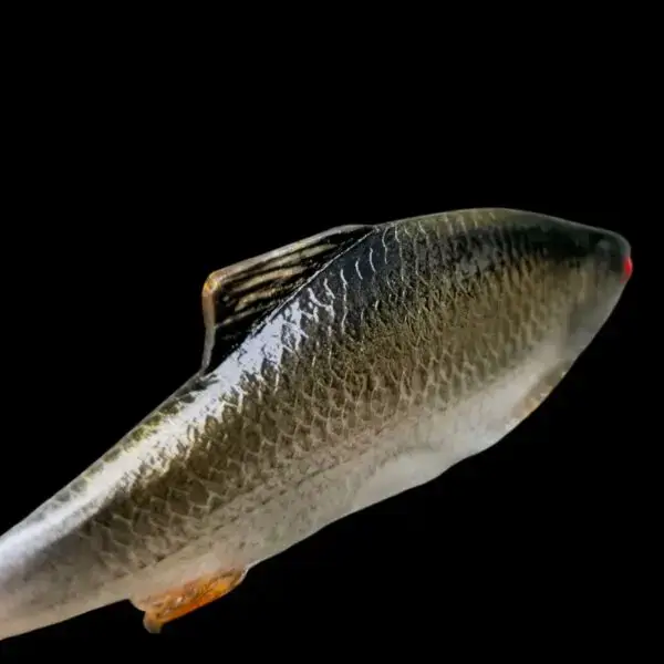 Płoć 12 CM - obrazek 3