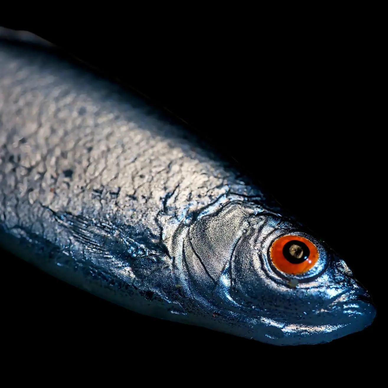 Płotka 8 cm - obrazek 4