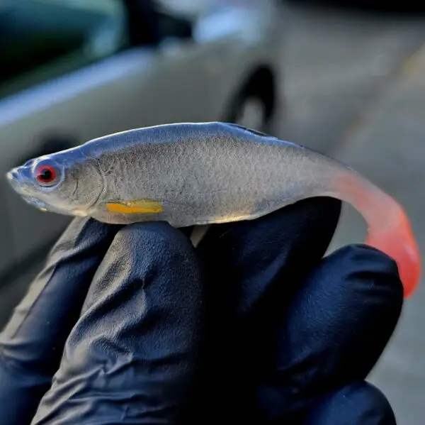 Płotka 8 cm - obrazek 2