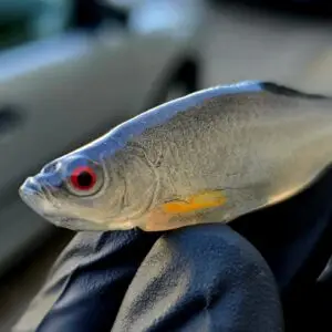 Płotka 8 cm