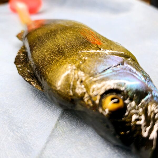 OKOŃ 23 cm