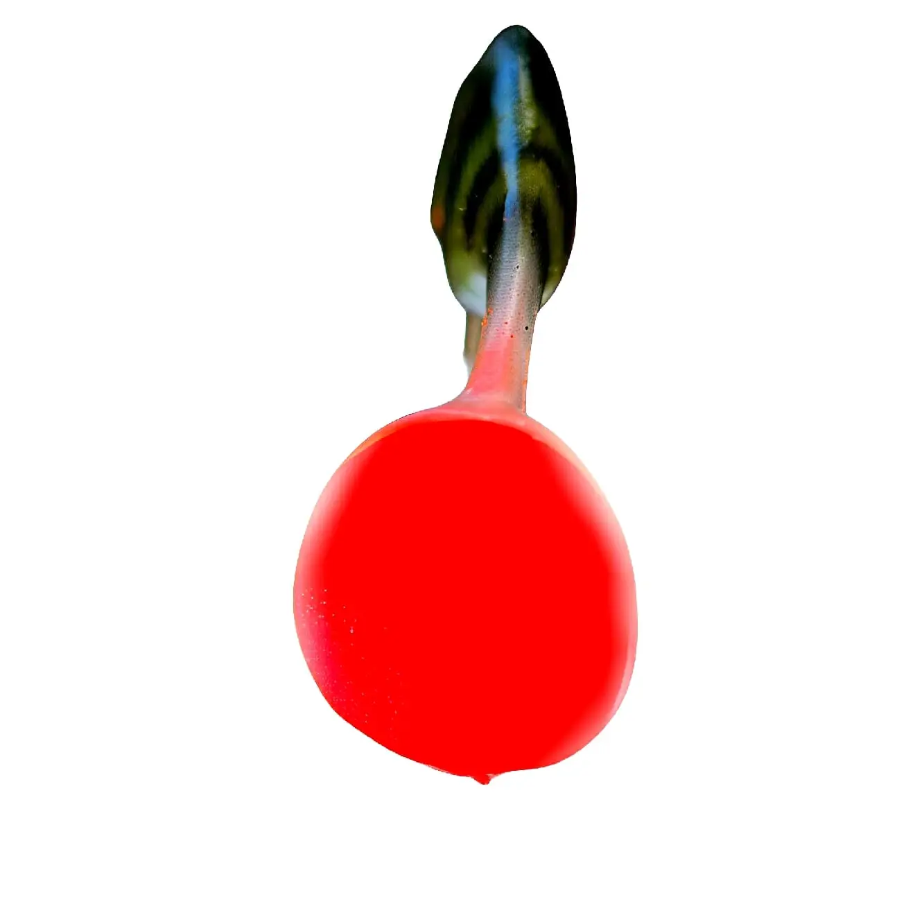 OKOŃ 14 CM - obrazek 4