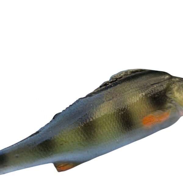OKOŃ 14 CM - obrazek 3