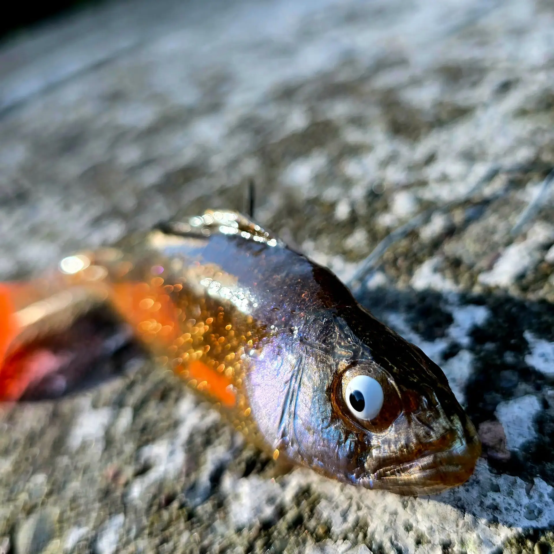 OKOŃ 14 CM Motor Oil - Image 5