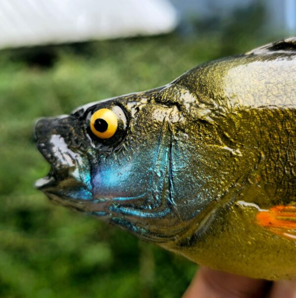 OKOŃ 23 cm - obrazek 6