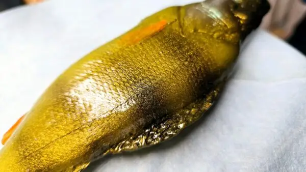 OKOŃ 23 cm - obrazek 2