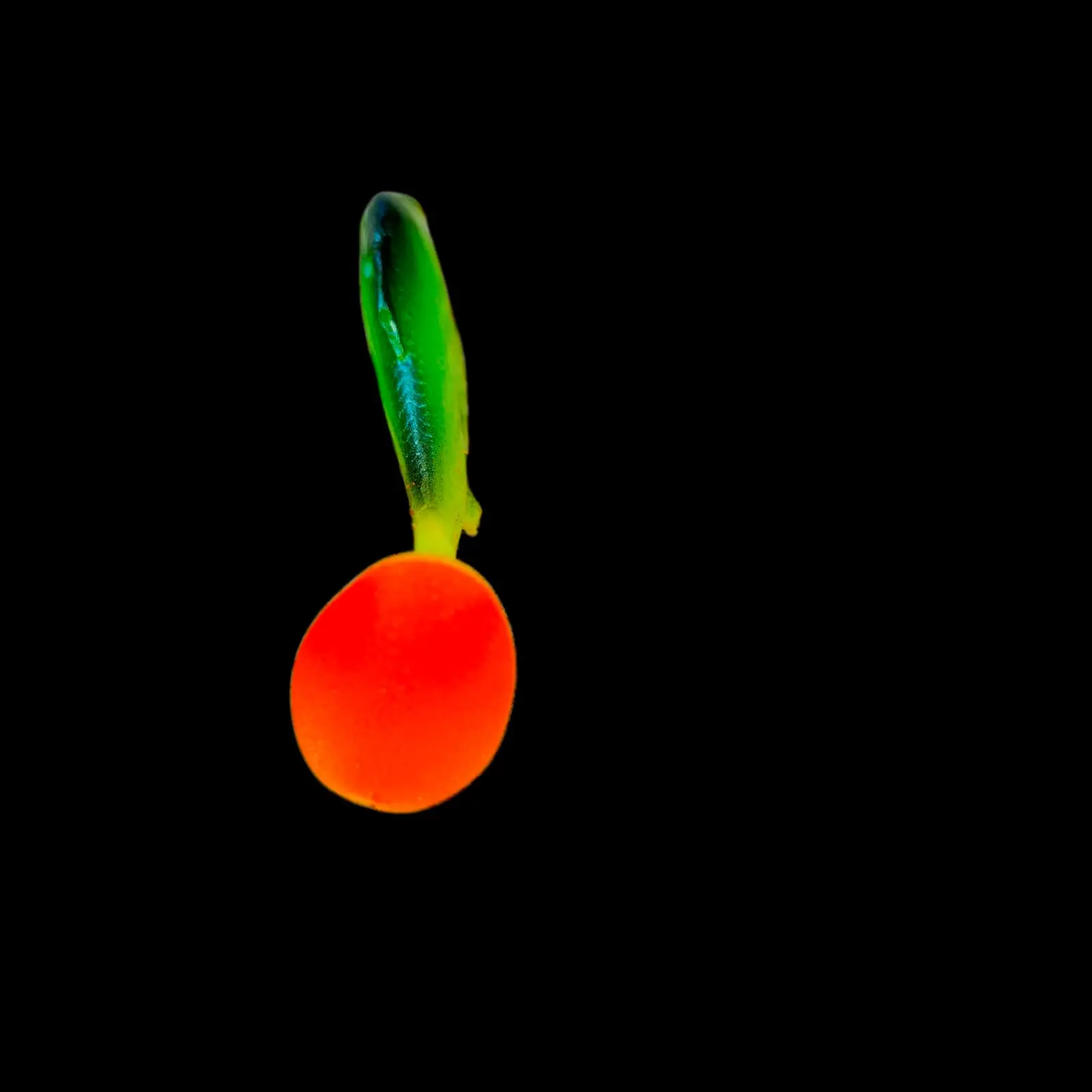 Płoć 12 CM FIRE TIGER - obrazek 3